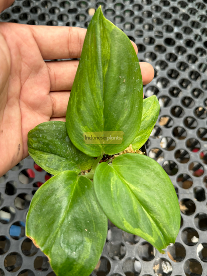 Top-down close-up of Scindapsus Green on Green plant with rounded emerald leaves featuring subtle lime-colored marbling, held in a hand over black grid surface.