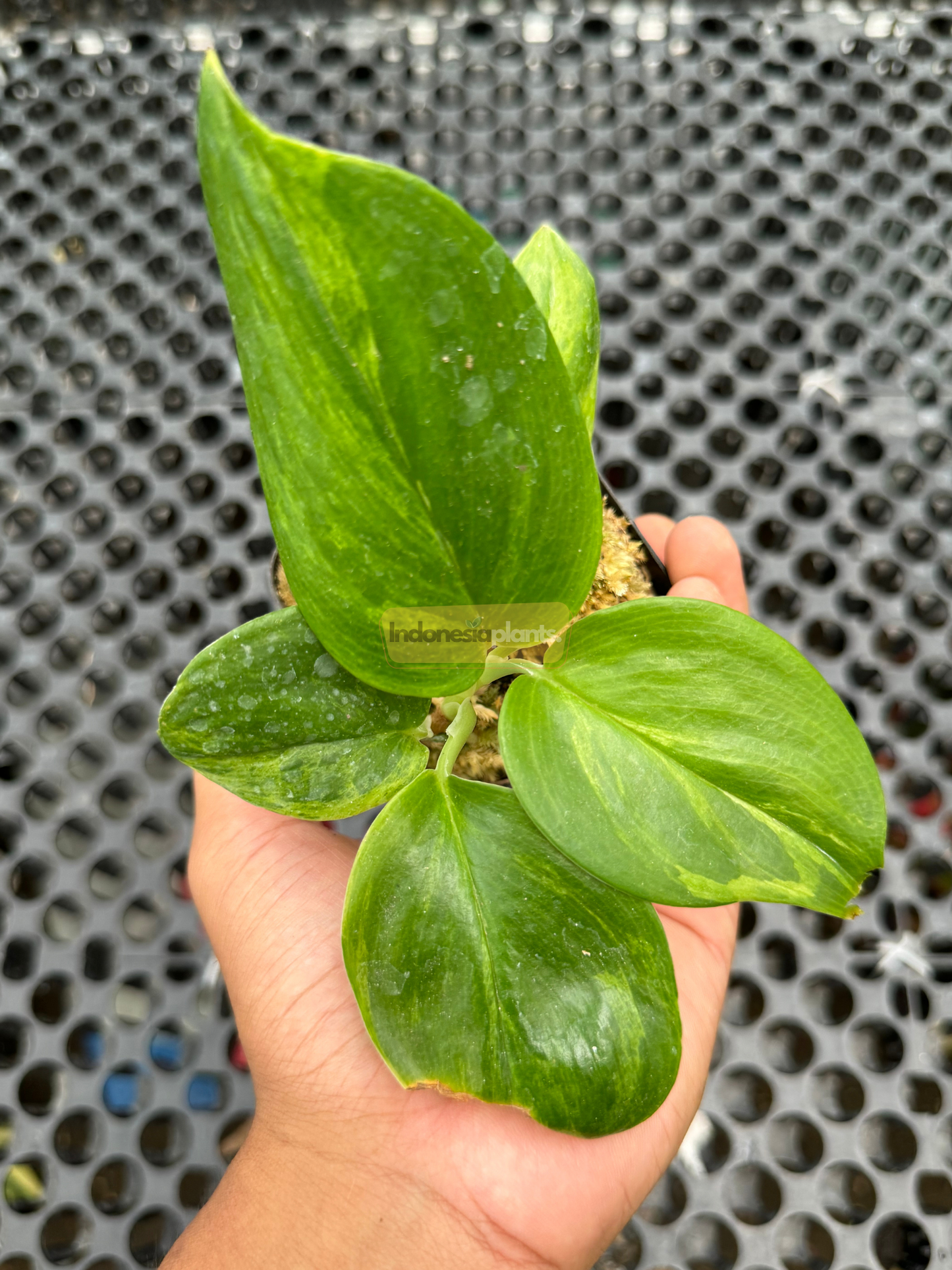 Hand holding a vibrant Scindapsus Green on Green plant showing clustered glossy leaves with natural color variations in a small nursery pot.