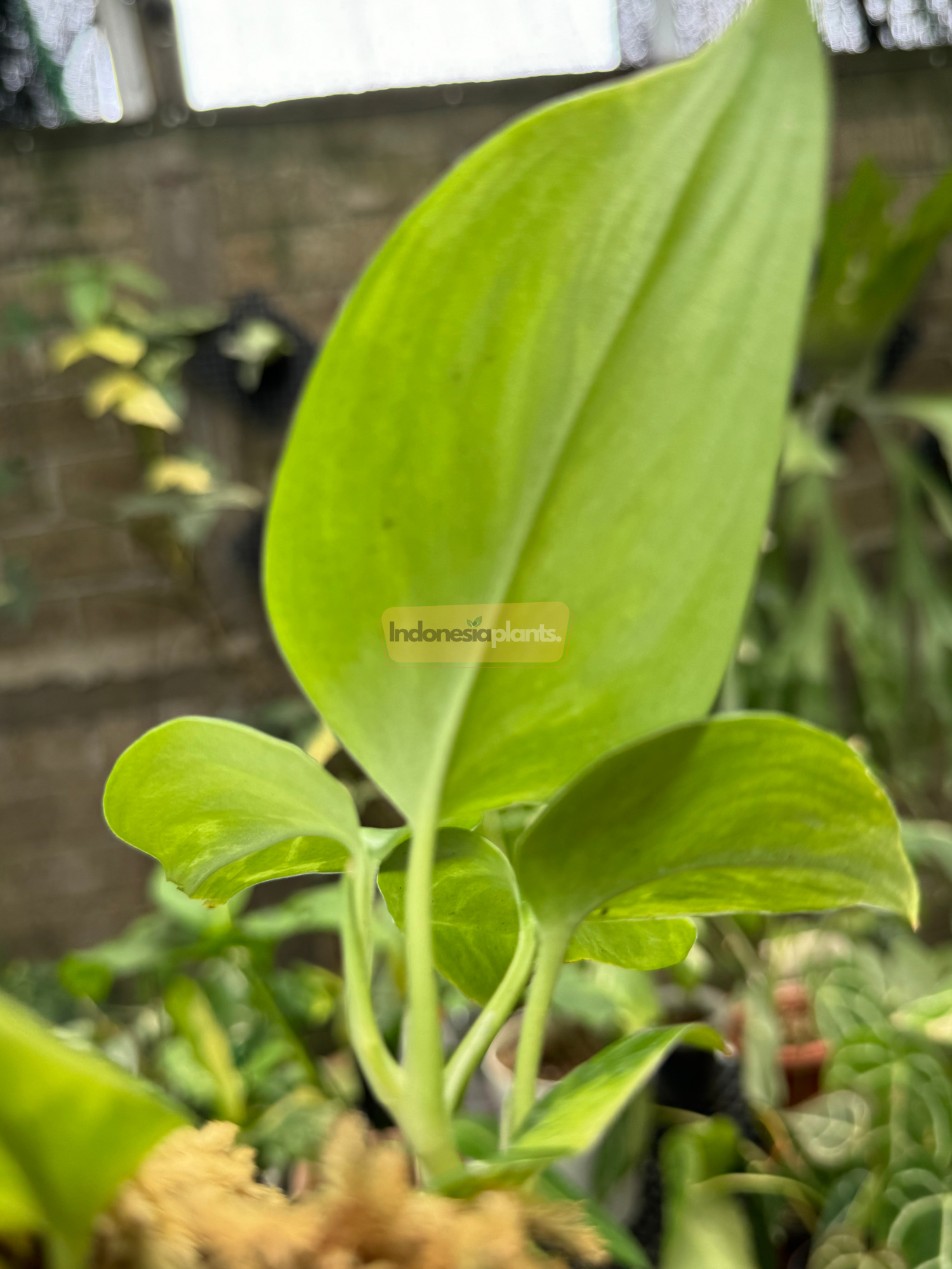 Side profile view of Scindapsus Green on Green showcasing the light green undersides and compact stem structure, photographed in a greenhouse setting.