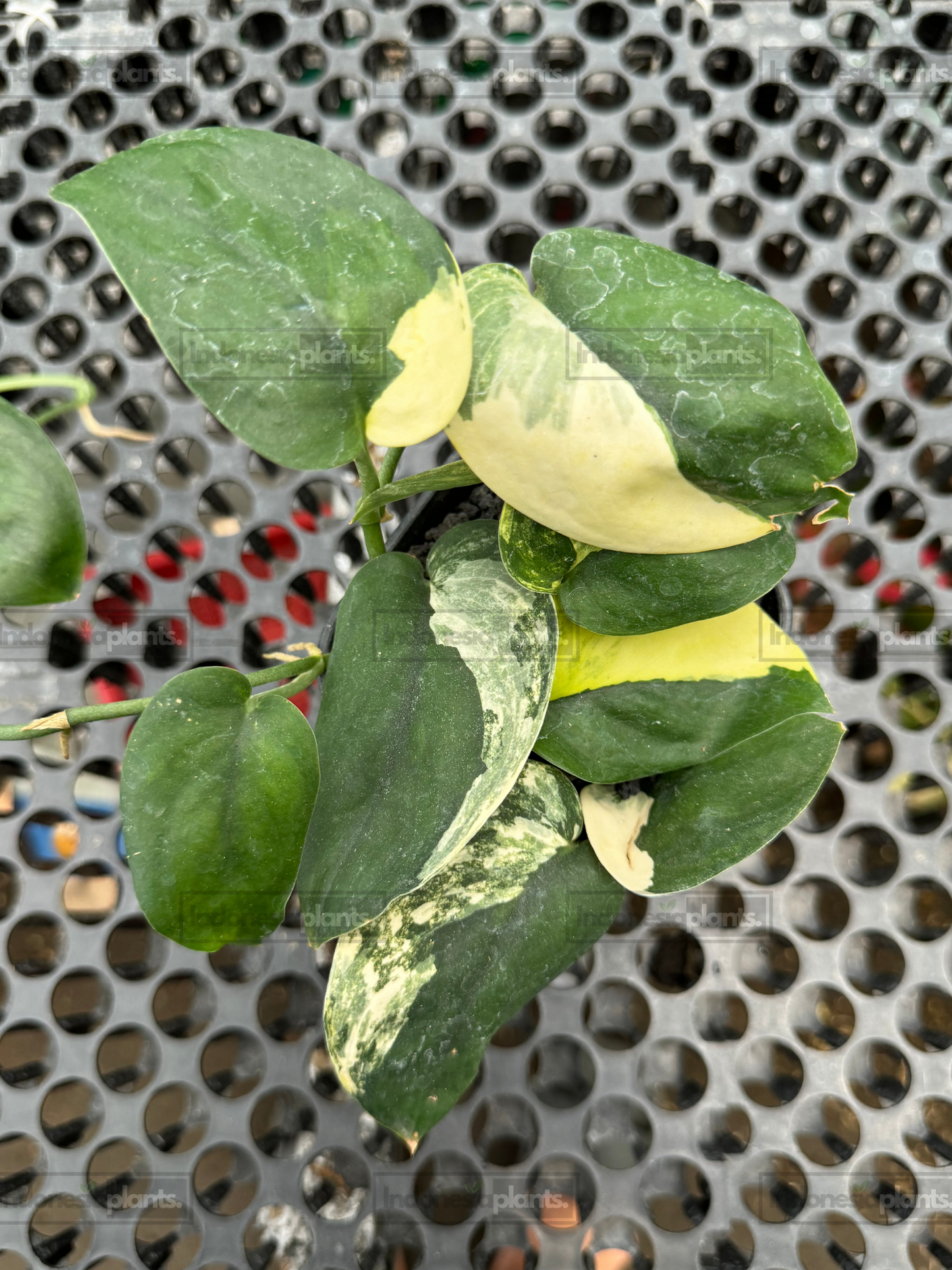 Scindapsus Jade Satin Variegated with cream and yellow variegated satin-textured leaves.