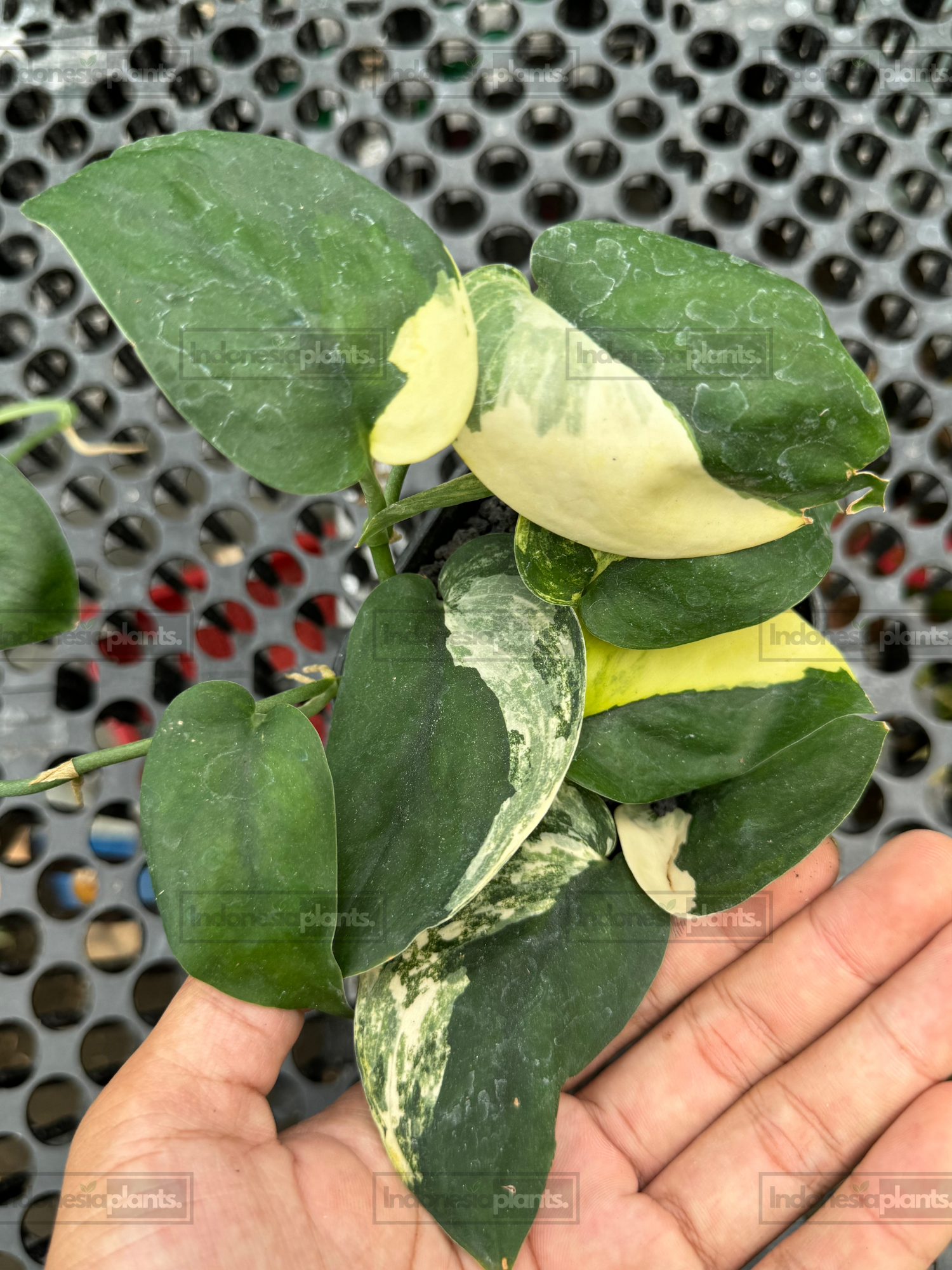 Mature Scindapsus Jade Satin Variegated displaying bold half-moon and marbled variegation.