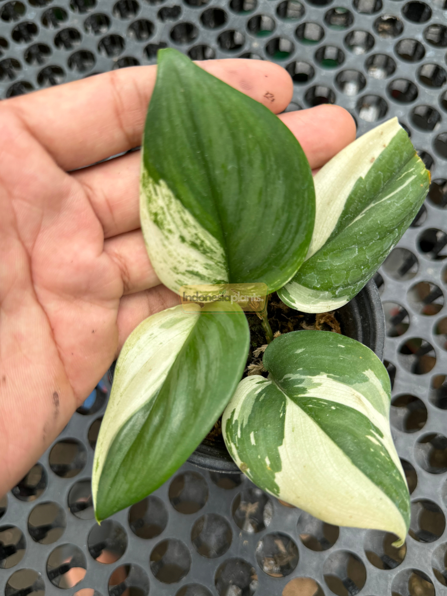 Top view of a compact Scindapsus Jade Satin White Variegated with five broad leaves showing bold contrast between deep green and white variegation.
