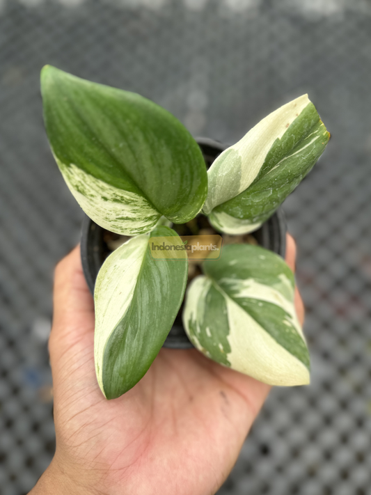 Hand holding a potted Scindapsus Jade Satin White Variegated, showcasing thick textured leaves with creamy white splash across rich green surface.