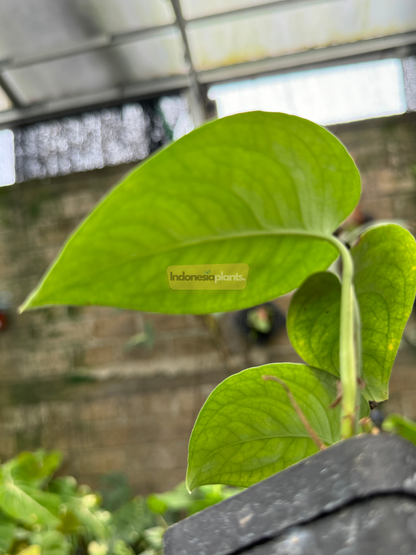 Close-up side view of a Scindapsus Lucens leaf glowing under natural light, showcasing its thick texture and subtle venation.