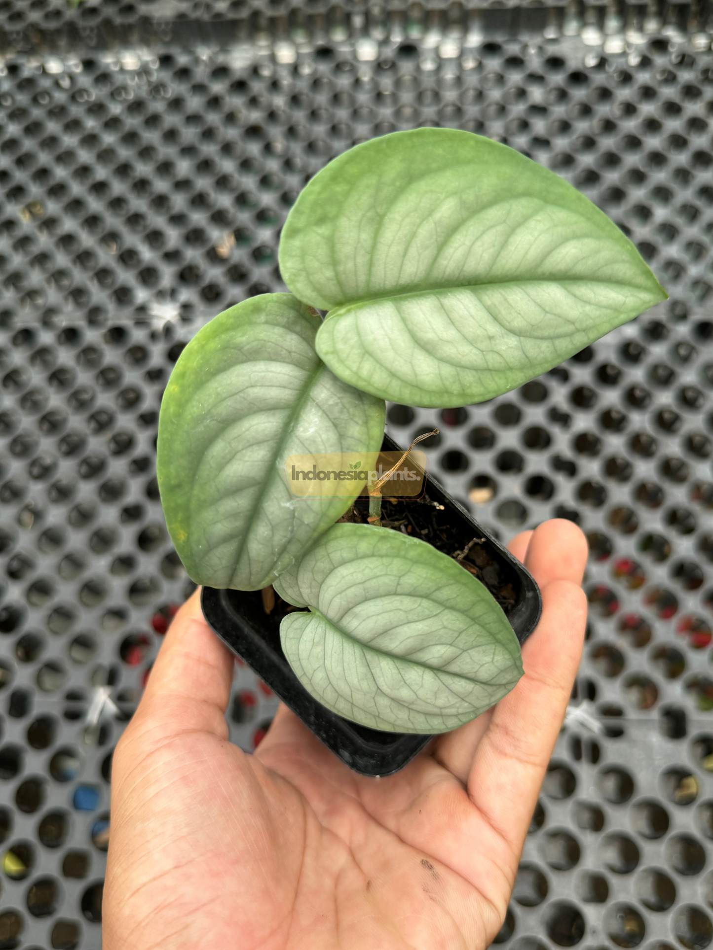 Top-down view of a hand holding a Scindapsus Lucens plant in a black pot, highlighting its compact silver-green foliage.