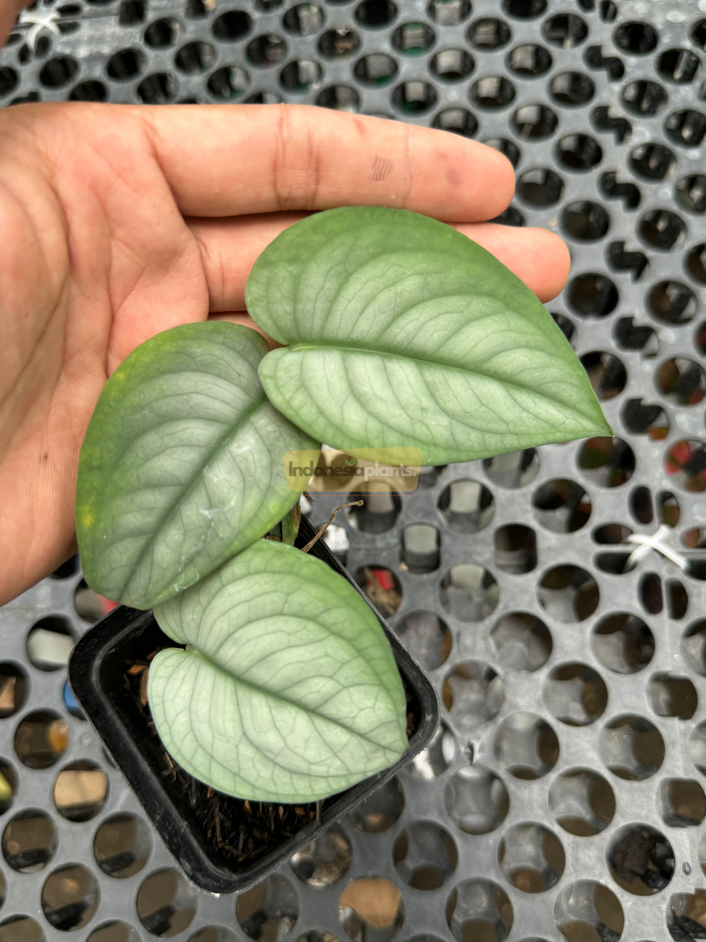Scindapsus Lucens plant held over a black perforated table, displaying three velvety heart-shaped leaves with bluish silver tones.