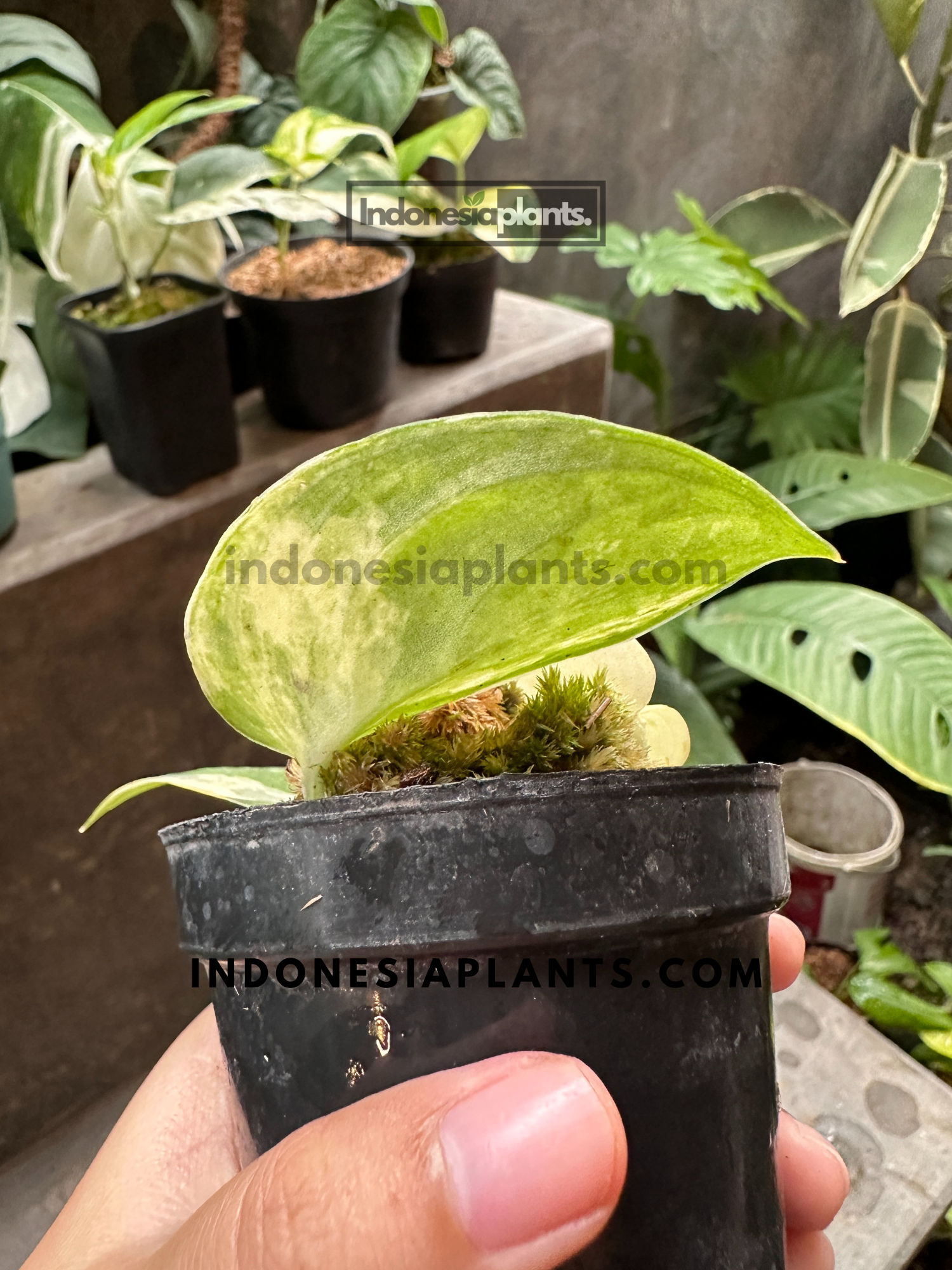 Scindapsus Mangurai displaying its marbled variegation with a blurred background of tropical plants.