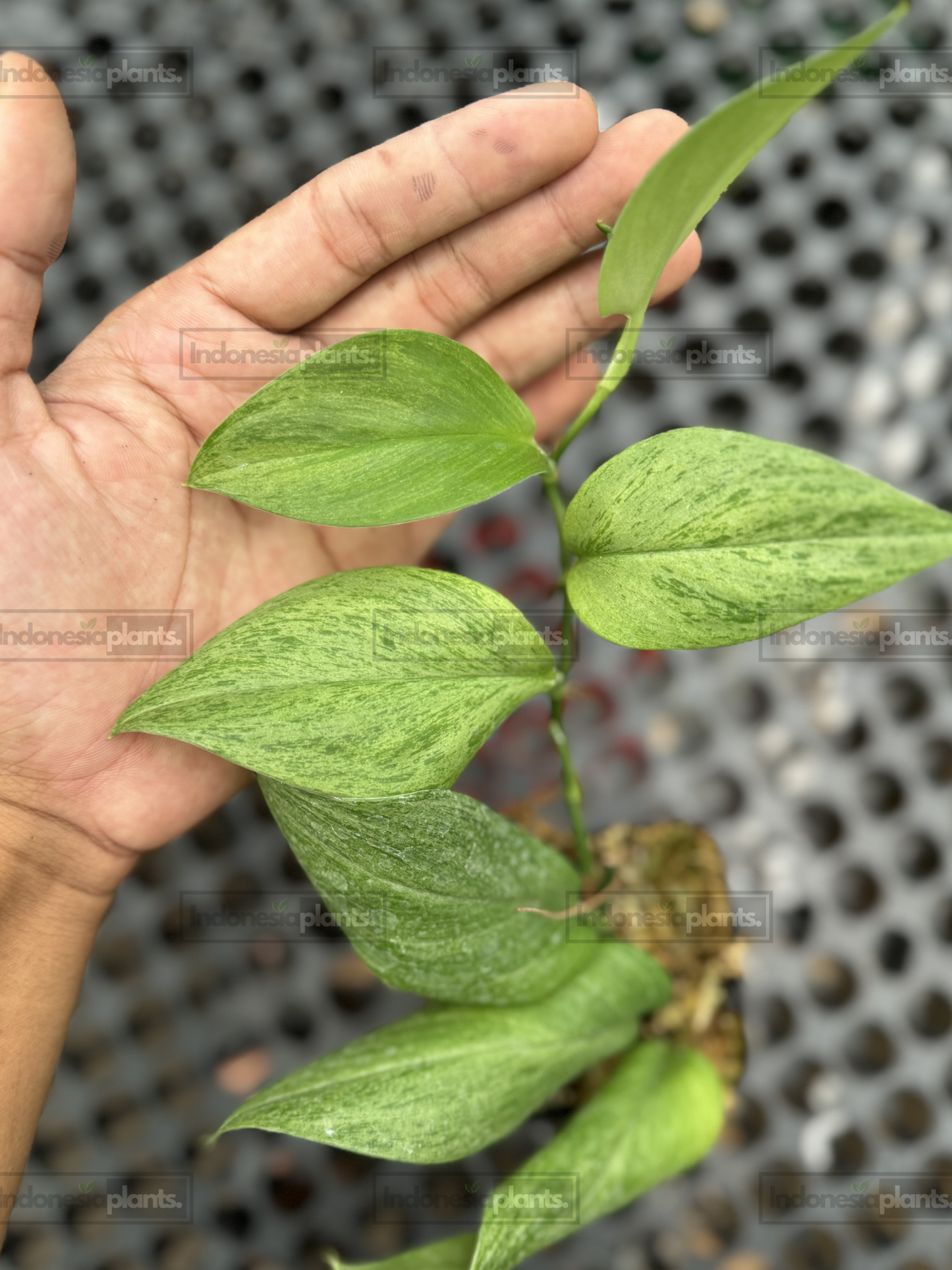 Close-up of Scindapsus Treubii Mint Variegated foliage showing delicate mint speckling and satin texture.