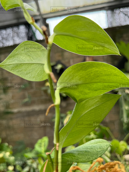 Side view of Scindapsus Treubii Mint Variegated climbing vine with multiple variegated leaves.