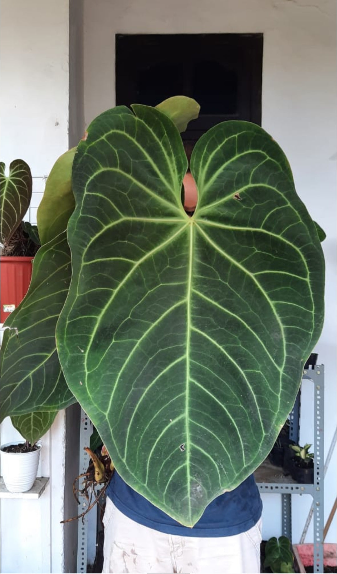 Anthurium Magnificum "Regale Sunda" us & cad store