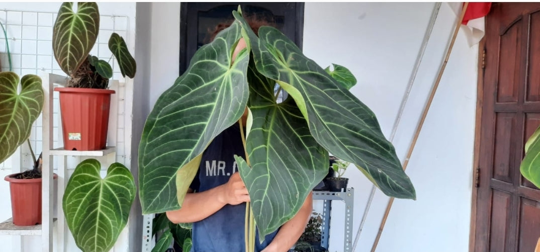 Anthurium Magnificum "Norte" US Store