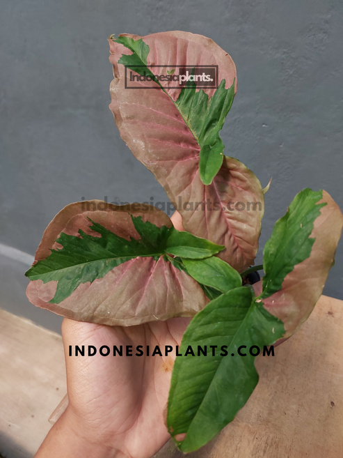 Syngonium Pink Beauty Pink Lava – INDONESIAPLANTS