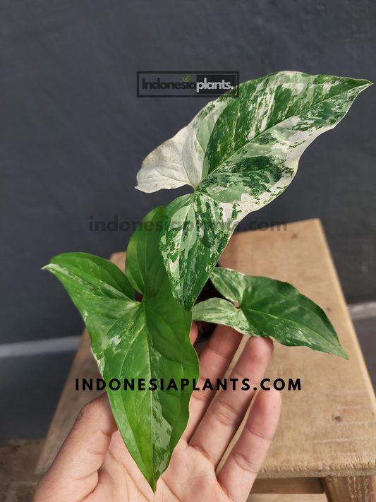 Syngonium Albo Variegated