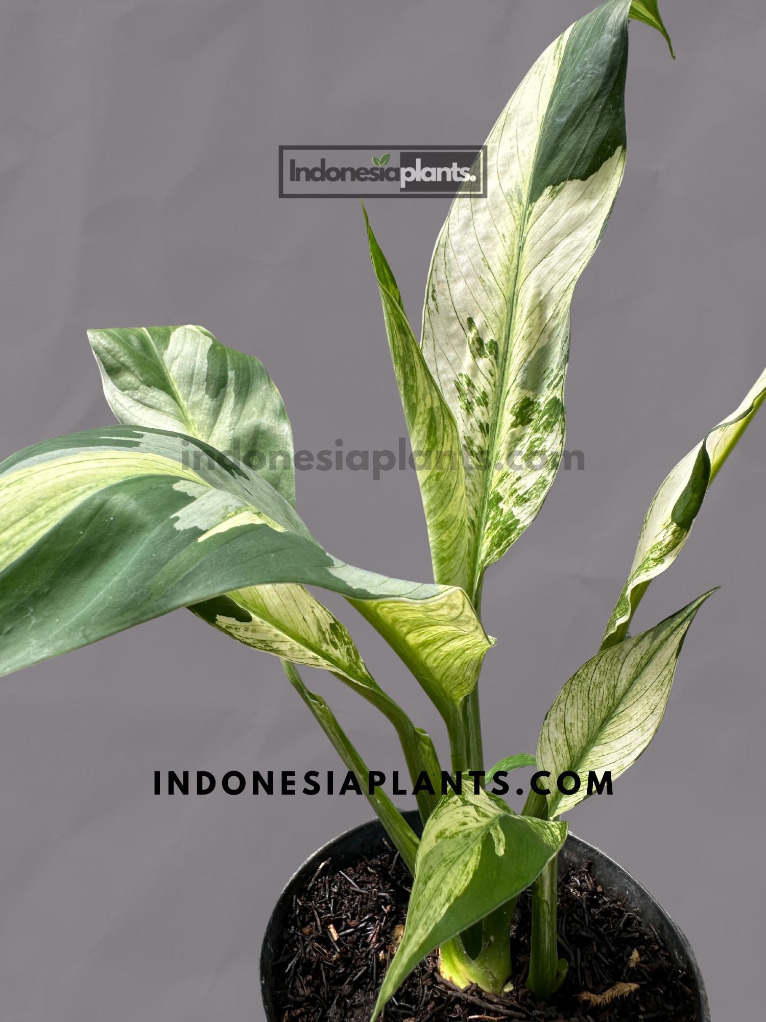 Spathiphyllum Friedenslilie bunt – INDONESIAPLANTS