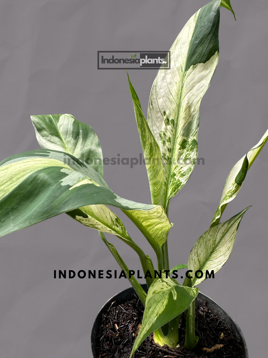 Spathiphyllum Peace Lily Variegated