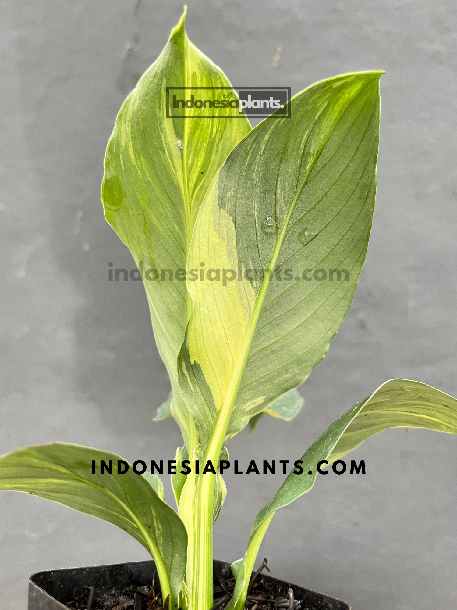 peace lily mauna loa Spathiphyllum Sensation Variegated Mauna Loa Small Size – INDONESIAPLANTS