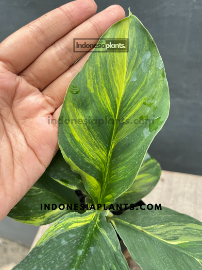 Close-up of Spathiphyllum Mauna Loa’s variegated leaves, perfect for houseplants.