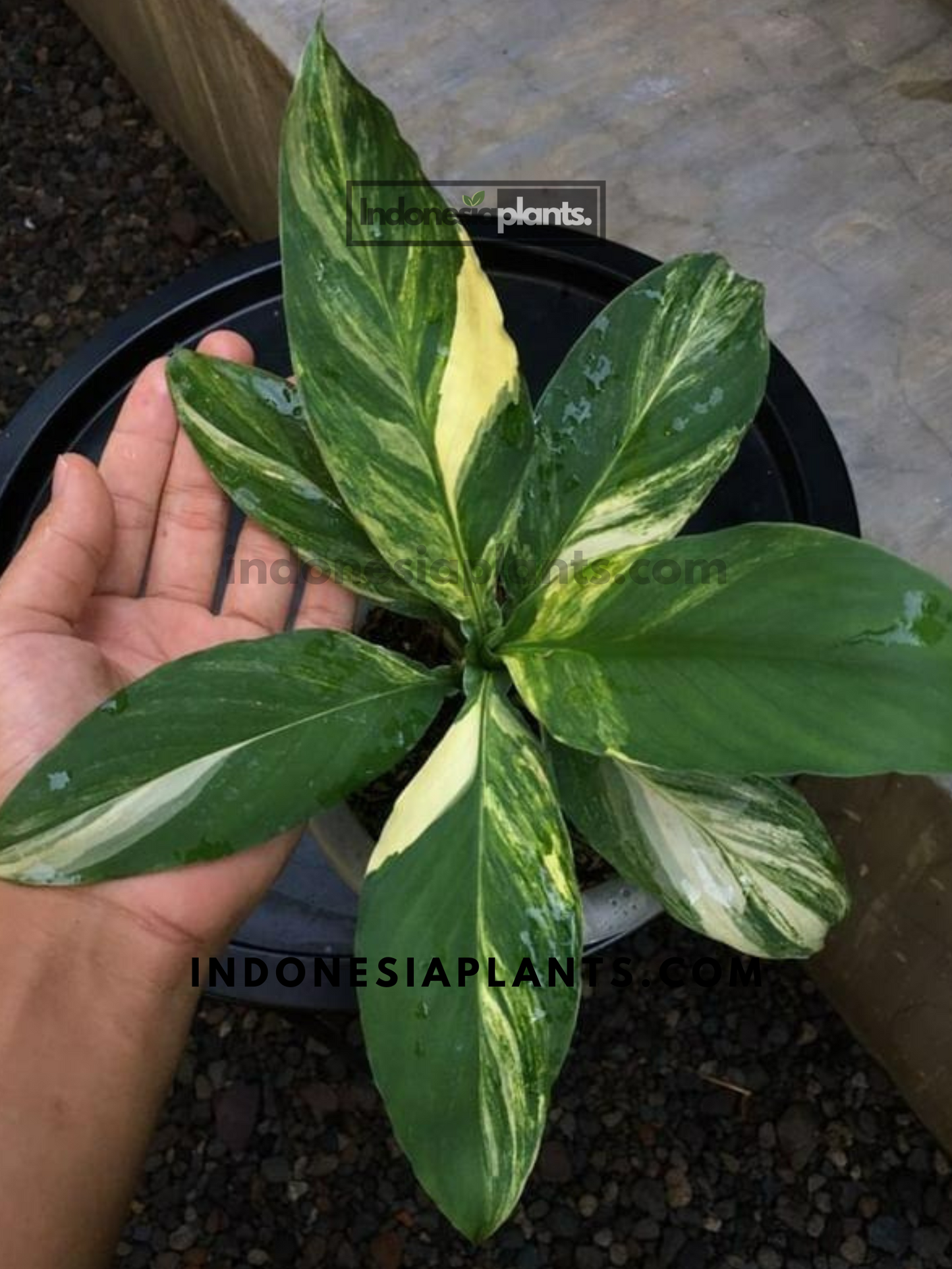 Healthy Spathiphyllum Sensation plant ready for shipping