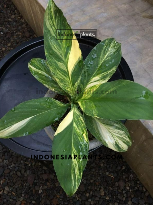 Medium-sized Spathiphyllum Sensation Variegated plant with yellow and green foliage.