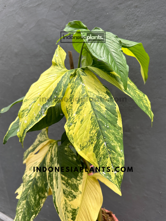 RARE Syngonium Aurea Yellow Variegated mature leaves