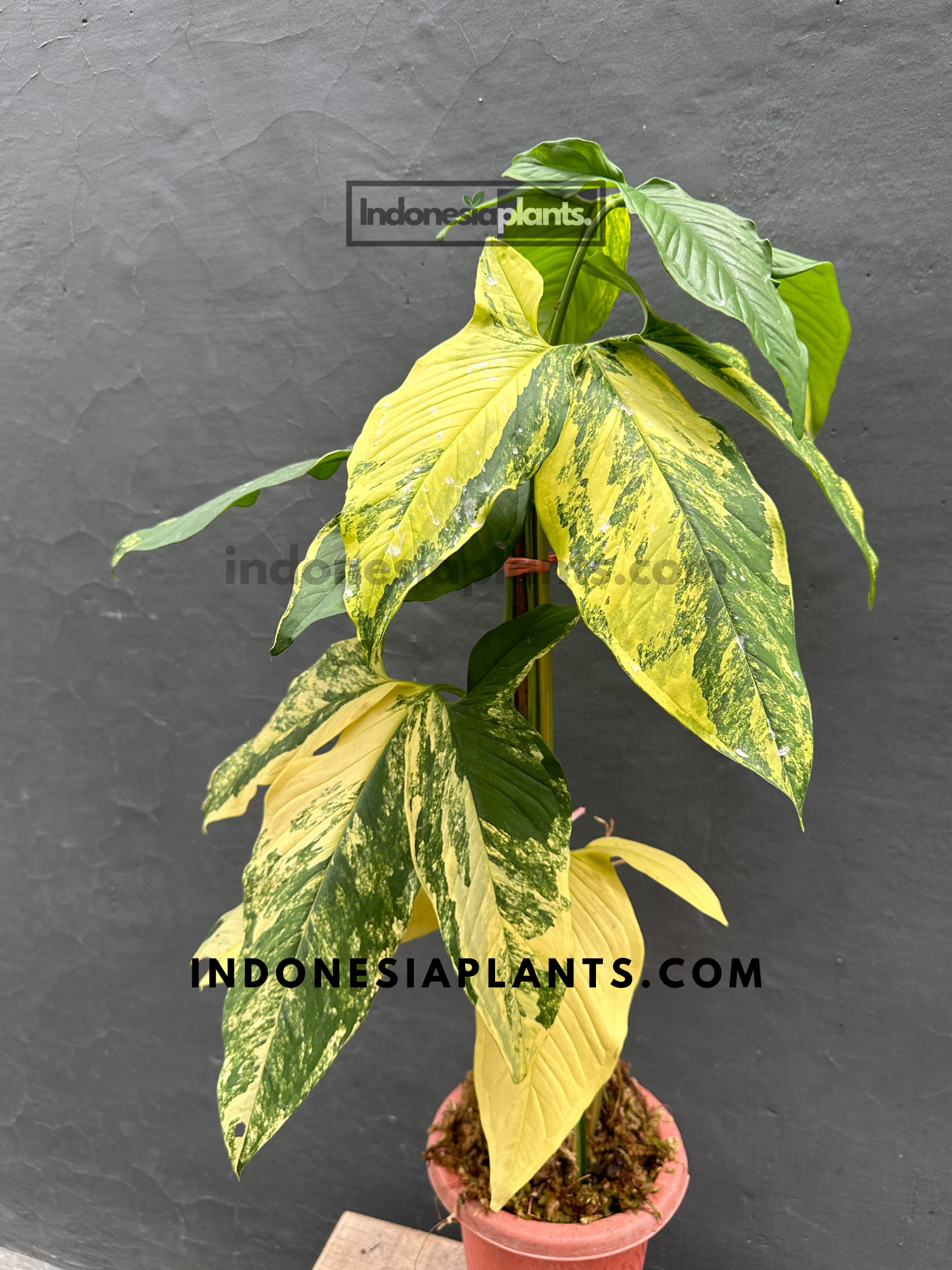 Syngonium Aurea Yellow Variegated mature leaves – INDONESIAPLANTS