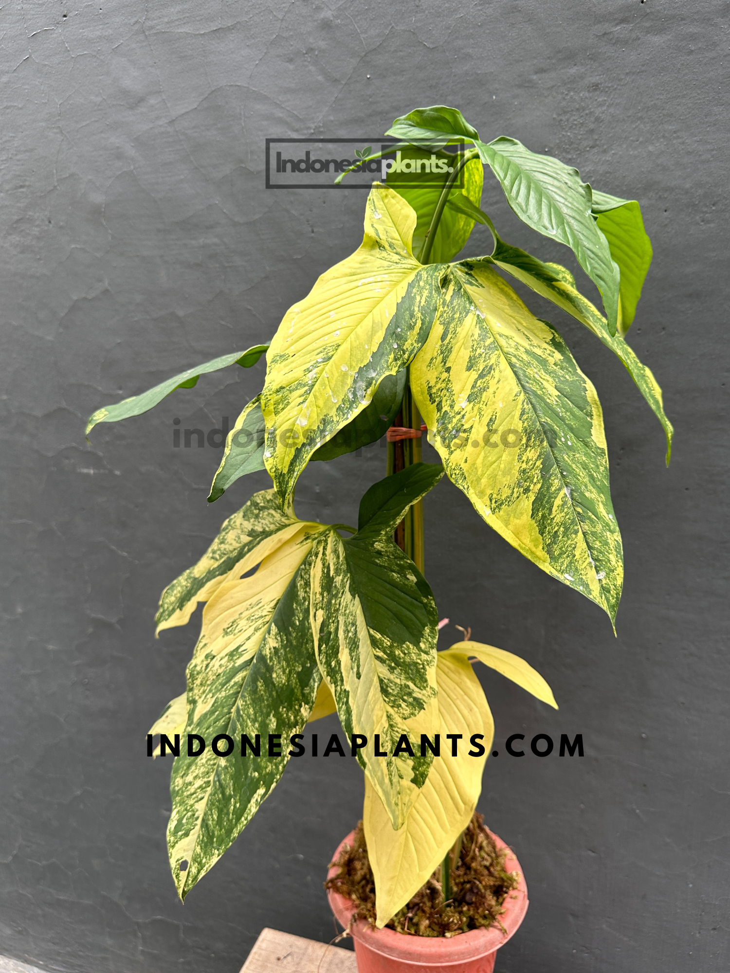 RARE Syngonium Aurea Yellow Variegated mature leaves