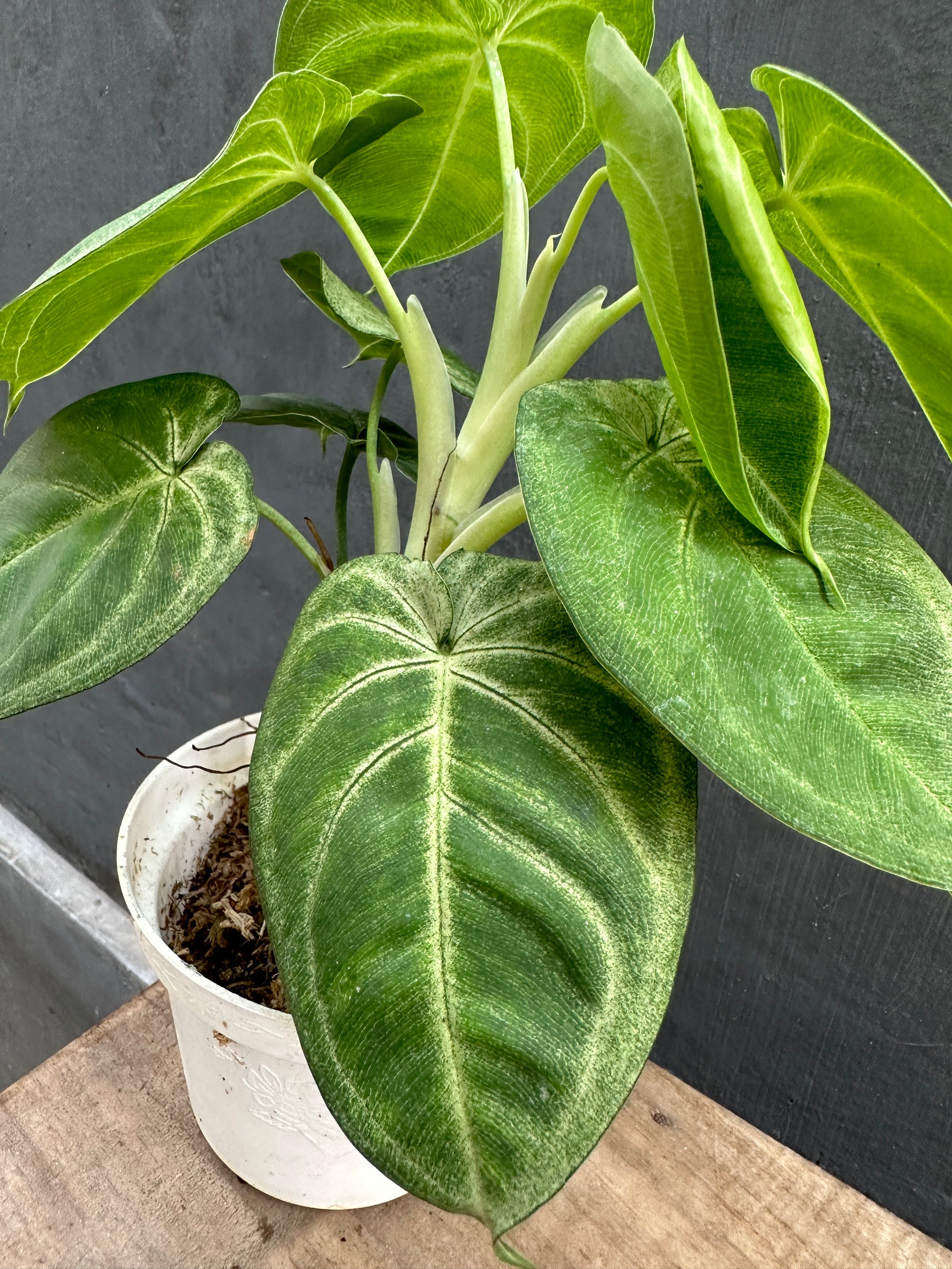 Syngonium Macrophyllum Frosted Heart