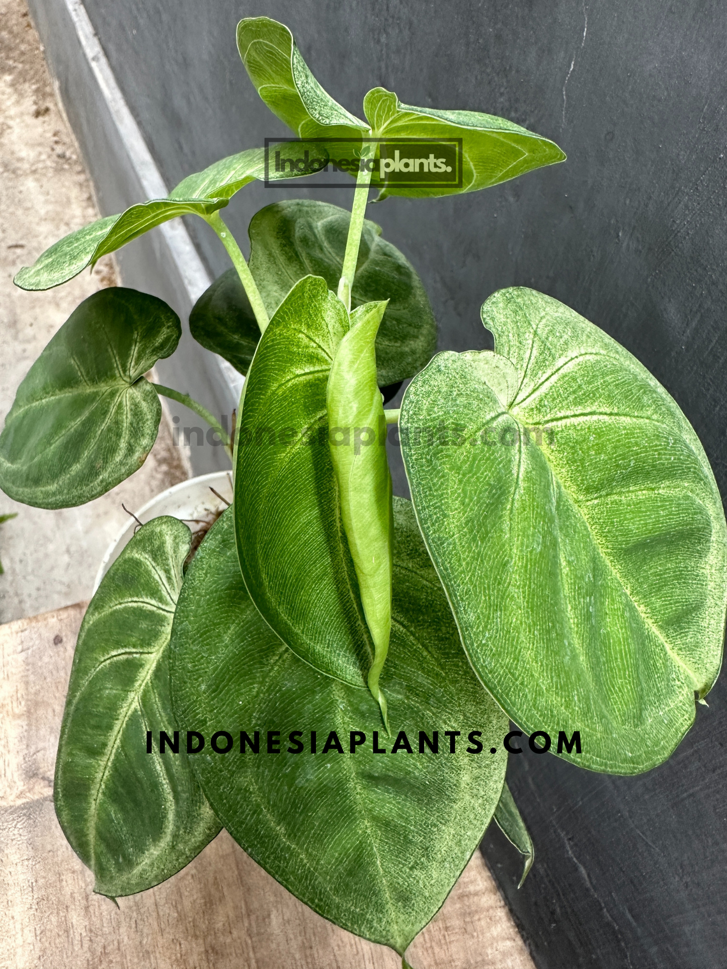 Syngonium Macrophyllum Frosted Heart