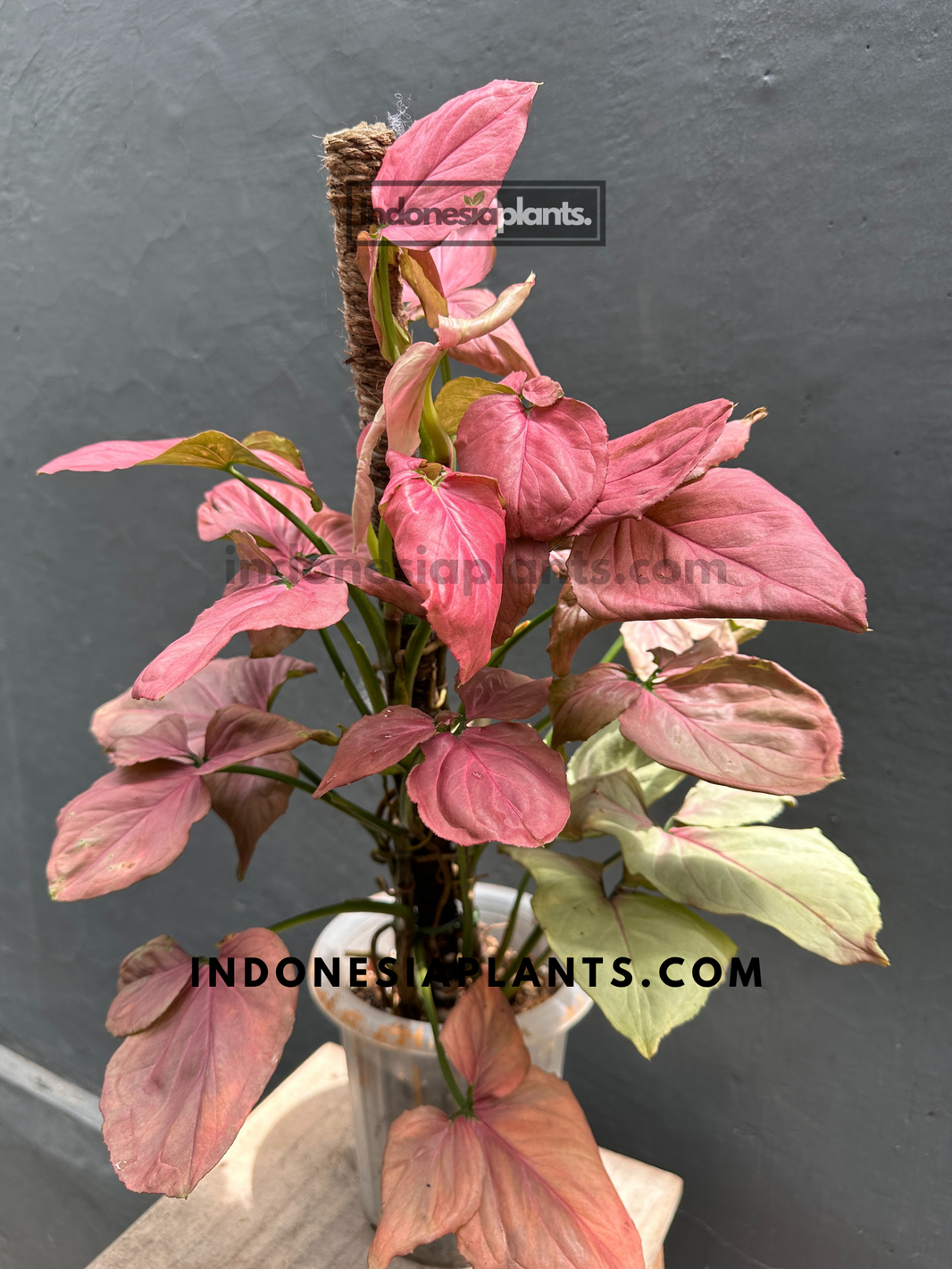 Singonis Indonesiaplants | Tropical Houseplants | Import Plants from Indonesia ...
