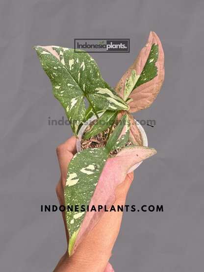 Syngonium Red Spot Tricolor
