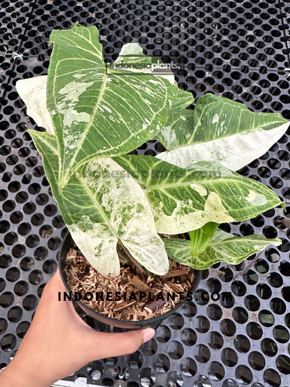 Close-up of Syngonium Batik Variegated plant with striking green and white variegation, ideal for indoor plant lovers and collectors.