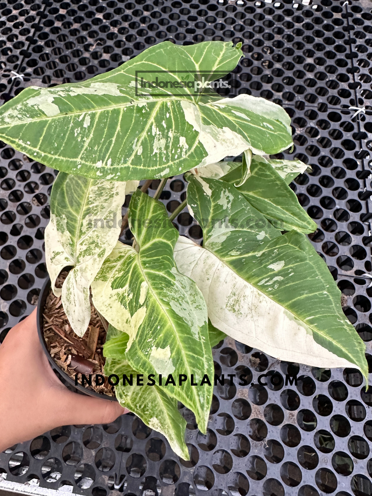 Syngonium Batik