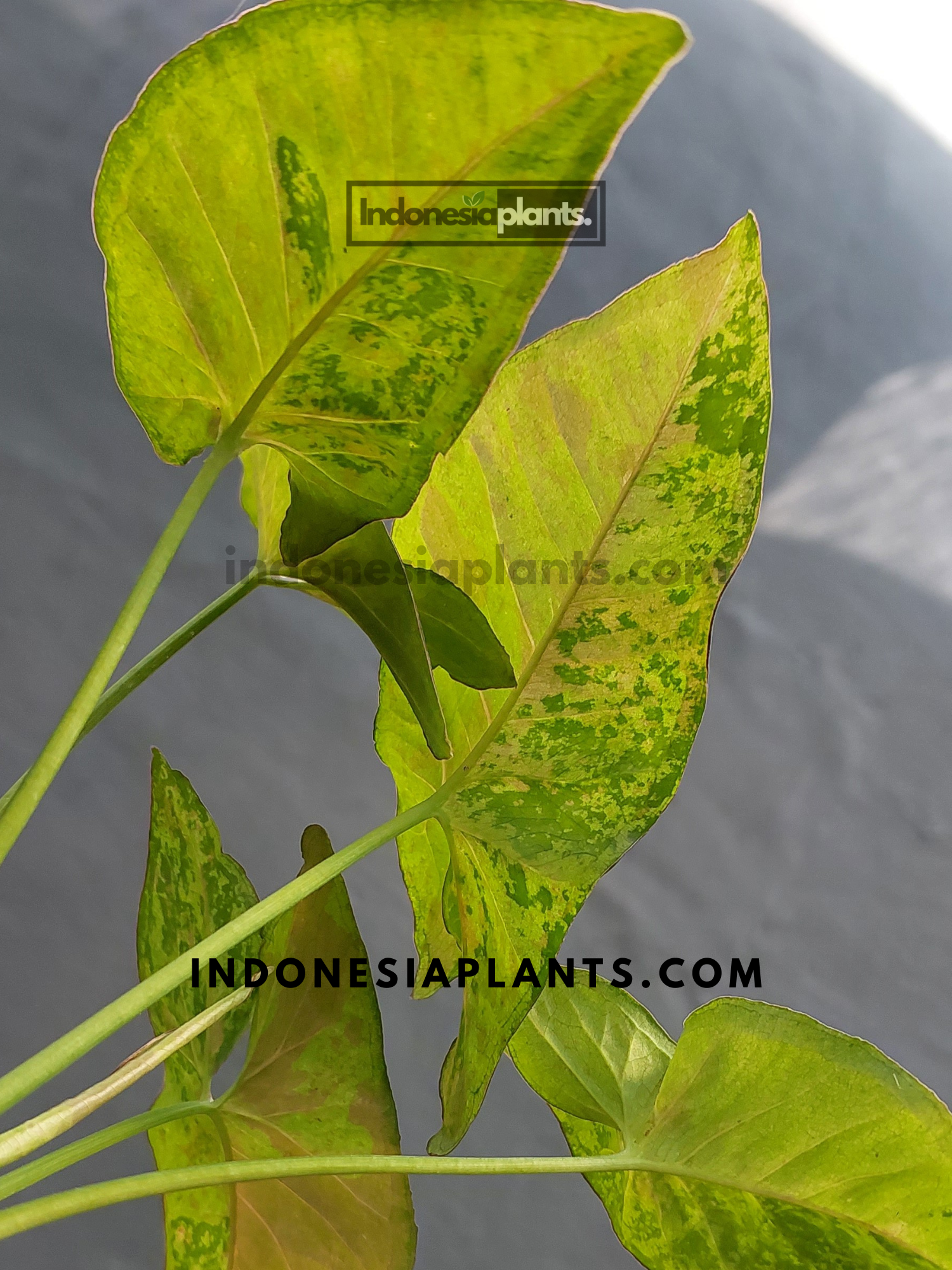 A Syngonium Confetti Tricolor leaf with a mix of yellow-green and soft pink hues, showing its unique variegation.