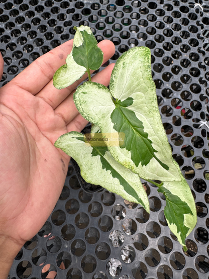 A hand holding the foliage of Syngonium Majesty, highlighting the size, color contrast, and detailed marbling of its mature leaves.