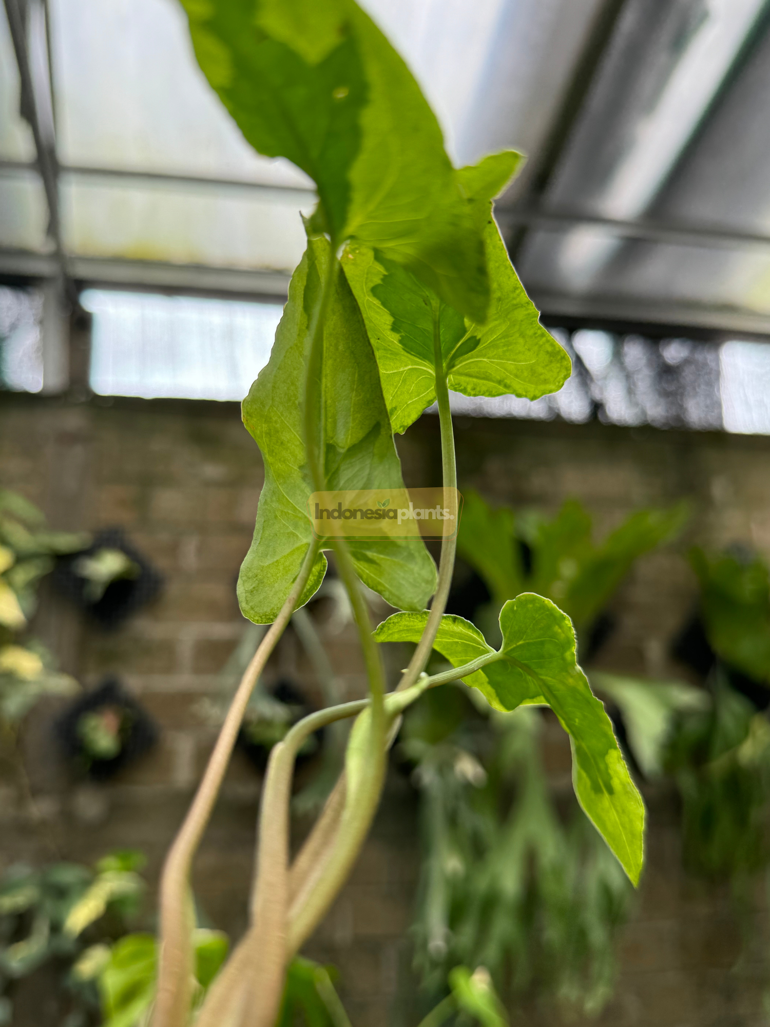 A close-up of Syngonium Majesty's slender green shoots emerging in a greenhouse, showing early leaf development.