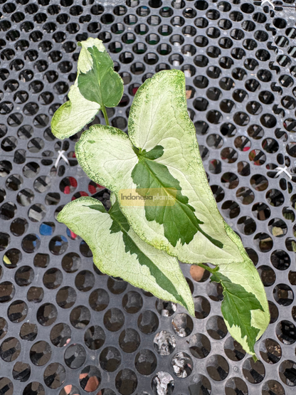 Top view of Syngonium Majesty with creamy white and green variegated leaves spread out on a perforated black plastic table.