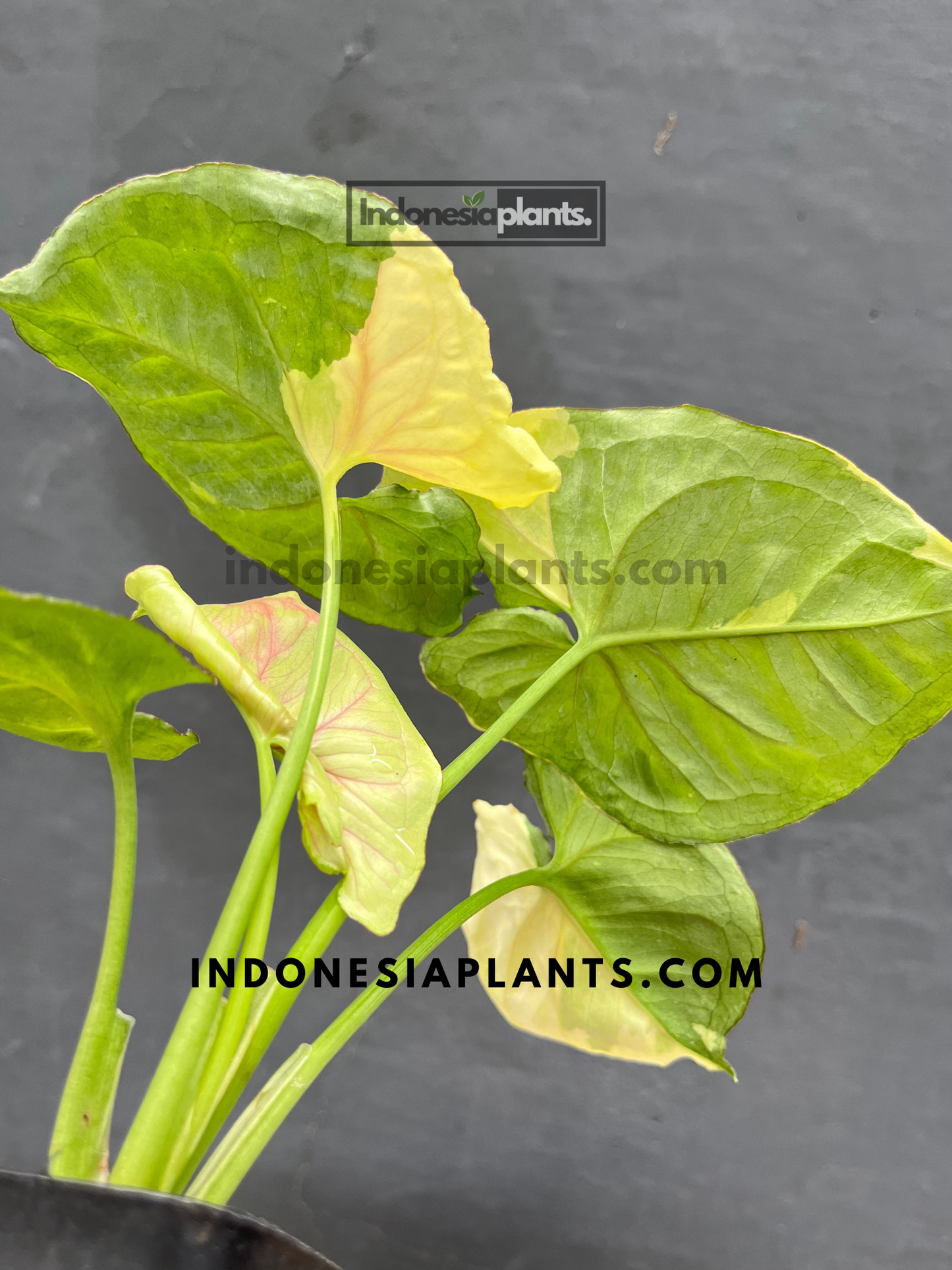 Healthy Syngonium Mango Variegated leaves displayed under natural light.