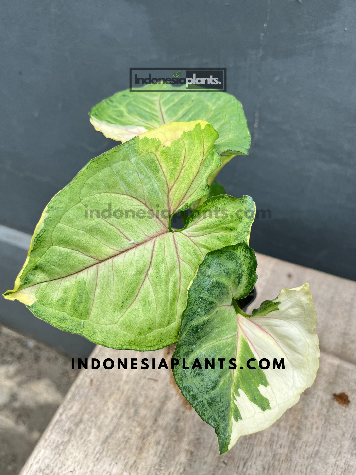 Fully rooted Syngonium Mango Variegated in a plant pot, perfect for home decor.