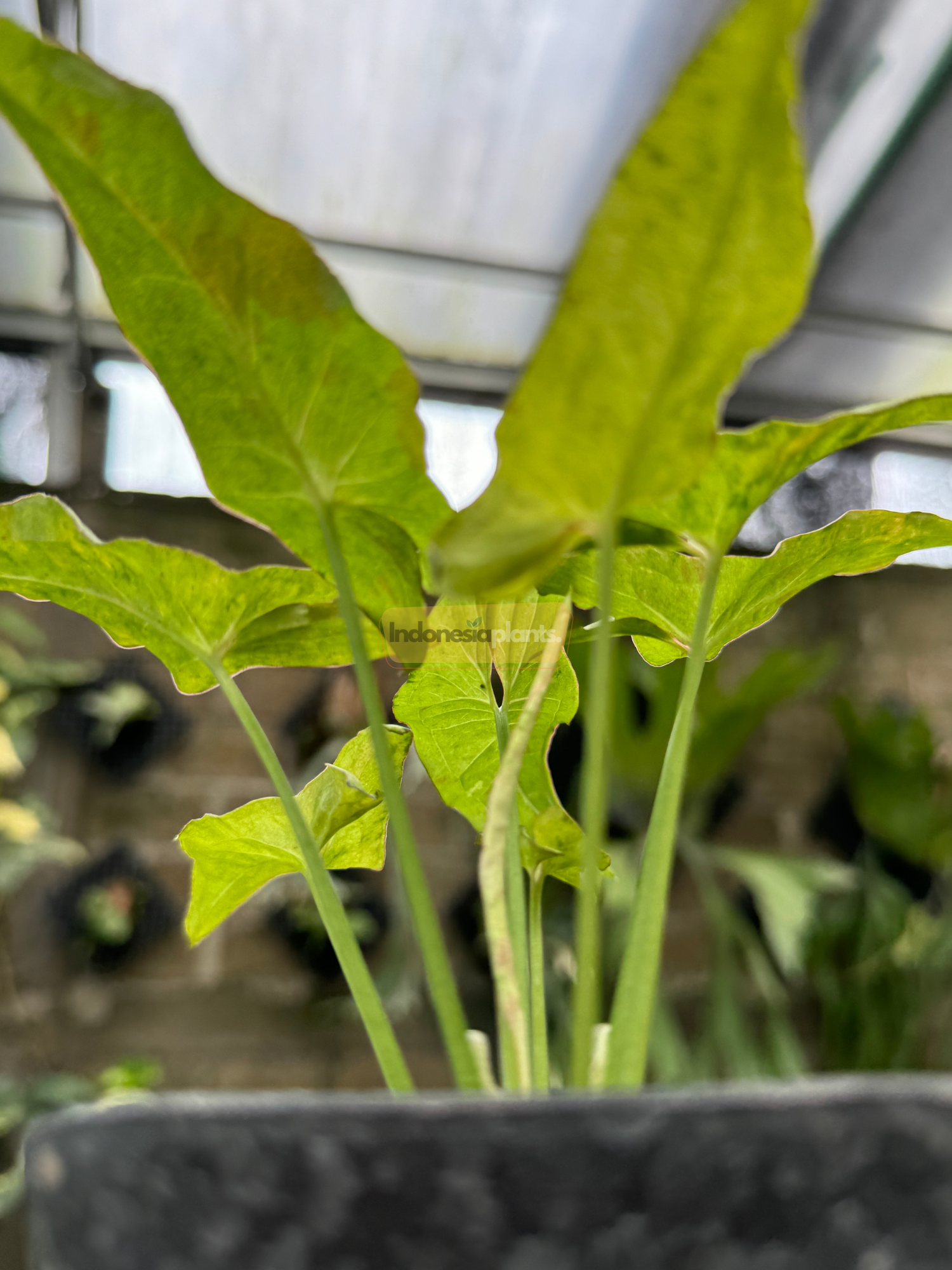 Side angle of Syngonium Milk Confetti Tricolor showing upright growth with slender stems and light green leaves with soft pink marbling.