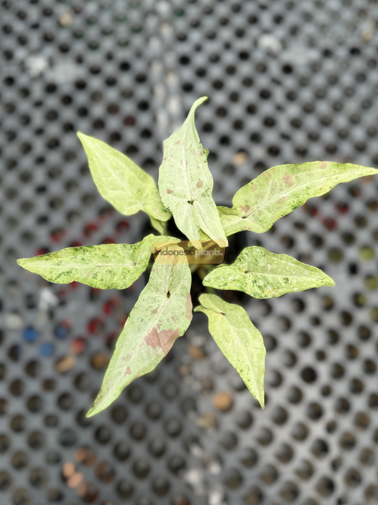 Top-down view of Syngonium Milk Confetti Tricolor in a black pot, showcasing the full rosette of patterned tricolor leaves over a grid surface.