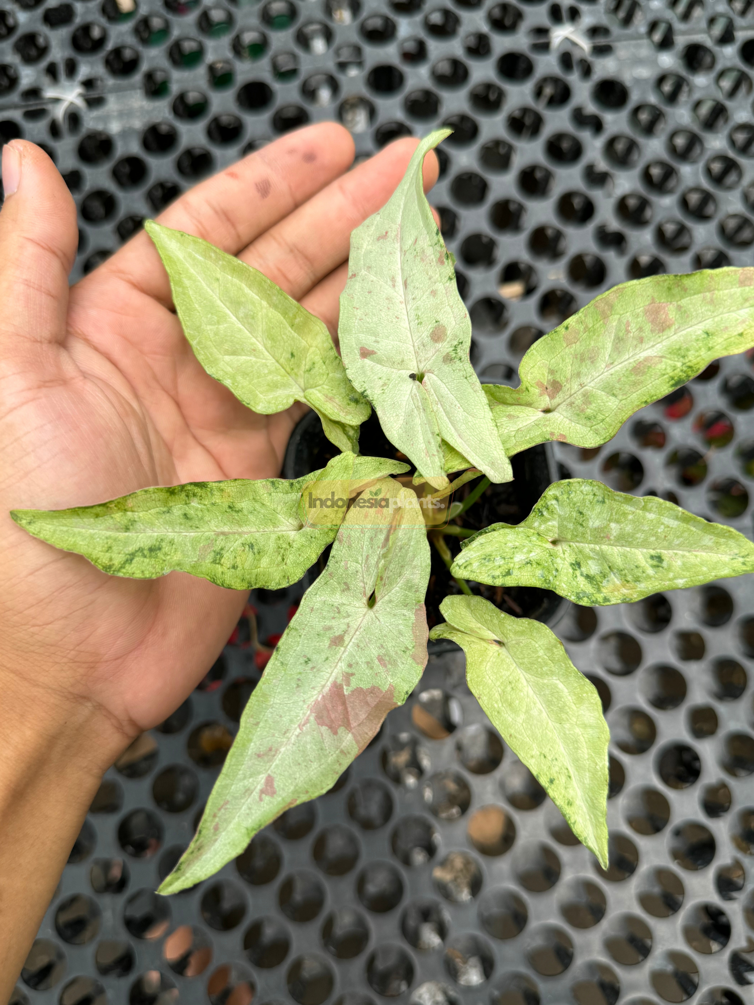 A close-up of Syngonium Milk Confetti Tricolor held by hand, showing pastel green arrow-shaped leaves with scattered pink and green splotches.