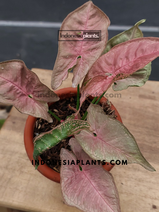 A Syngonium Mosaic plant in a terracotta pot, highlighting its striking color contrast.