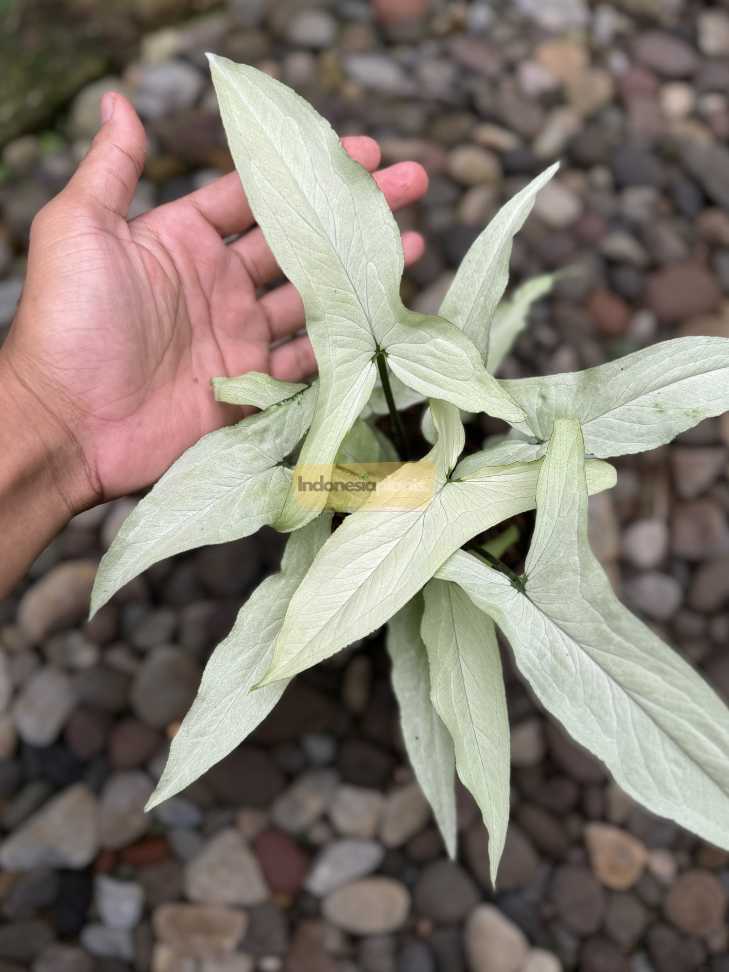 Close-up of Syngonium Ngern Laima silver foliage held in hand over stone background, showing prominent leaf shape and texture.