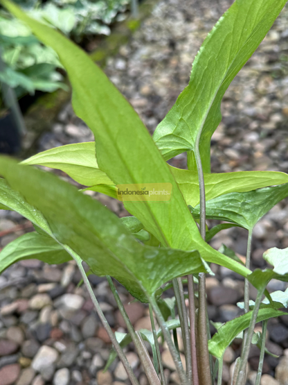 Side view of Syngonium Ngern Laima stems and young green leaves, highlighting growth habit and stem structure.