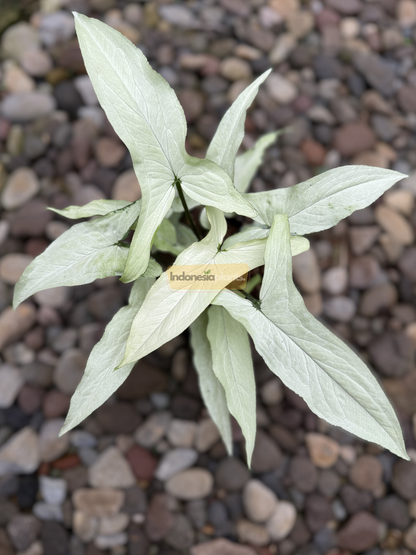 Top-down view of a healthy Syngonium Ngern Laima showing symmetrical arrangement of silver arrow-shaped leaves.
