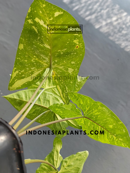 A young Syngonium Panda Galaxy plant in a pot, highlighting its bright green foliage with white splash patterns.