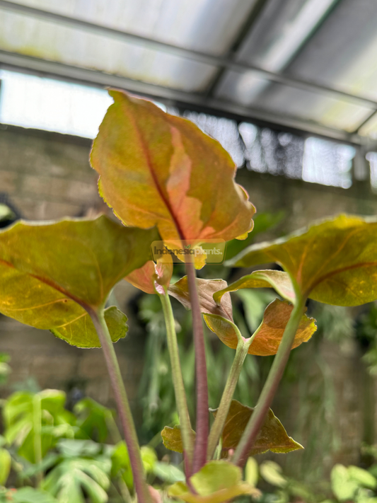 Close-up upward view of Syngonium Plum Allusion leaves with soft plum and green tones under natural greenhouse light.