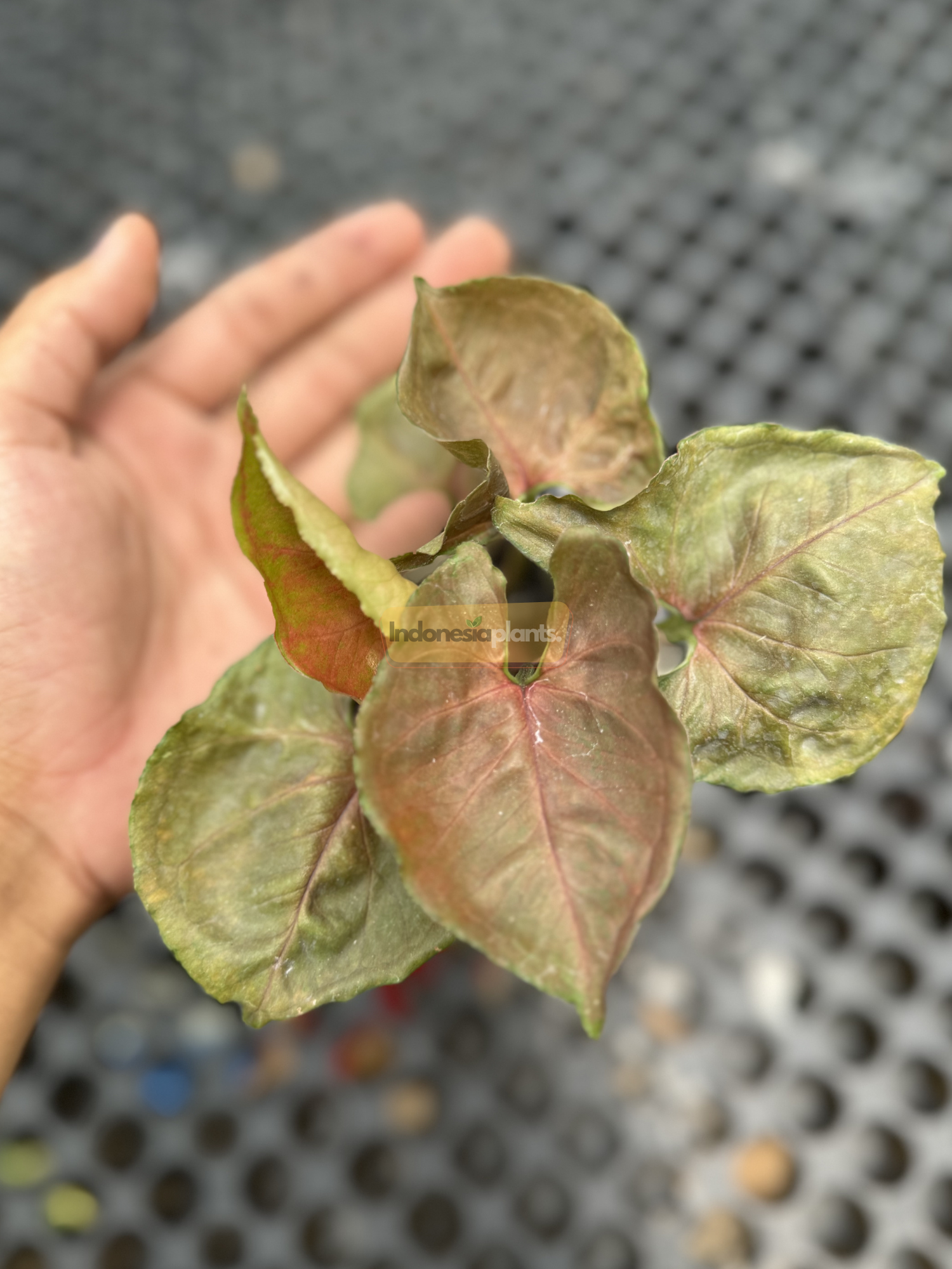 Hand holding Syngonium Plum Allusion Small with velvety, plum-olive leaves fanned out clearly against a textured background.