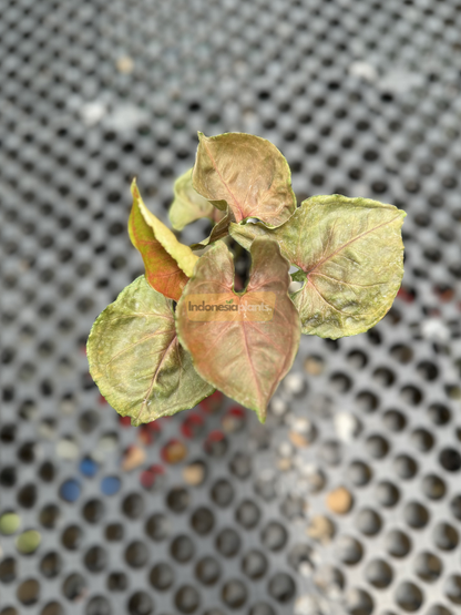 Top-down view of a Syngonium Plum Allusion Small showing compact, symmetrical foliage with muted pink and green variegation.