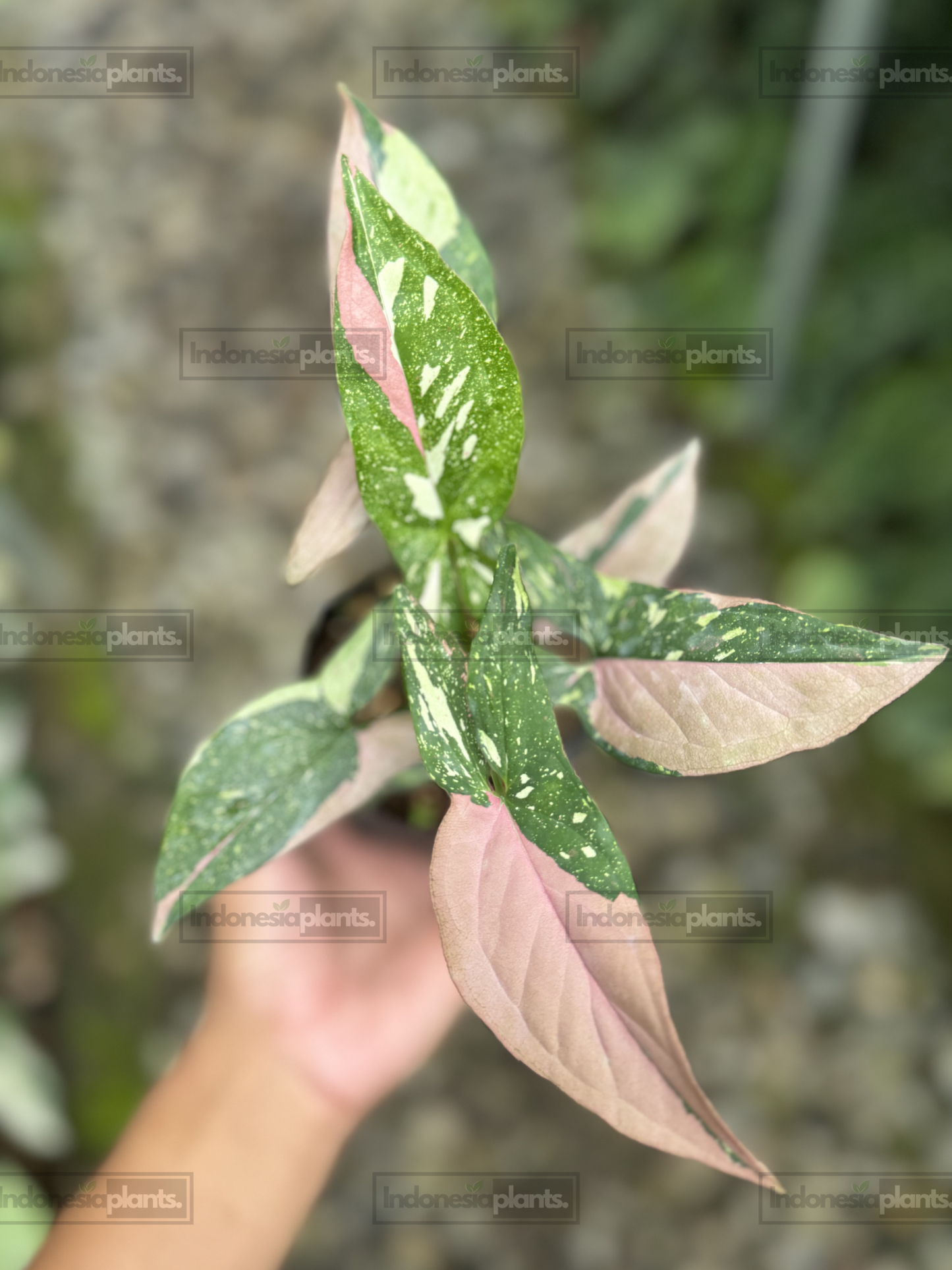 Syngonium Red Spot Tricolor with pink, cream, and green variegated arrow-shaped leaves.